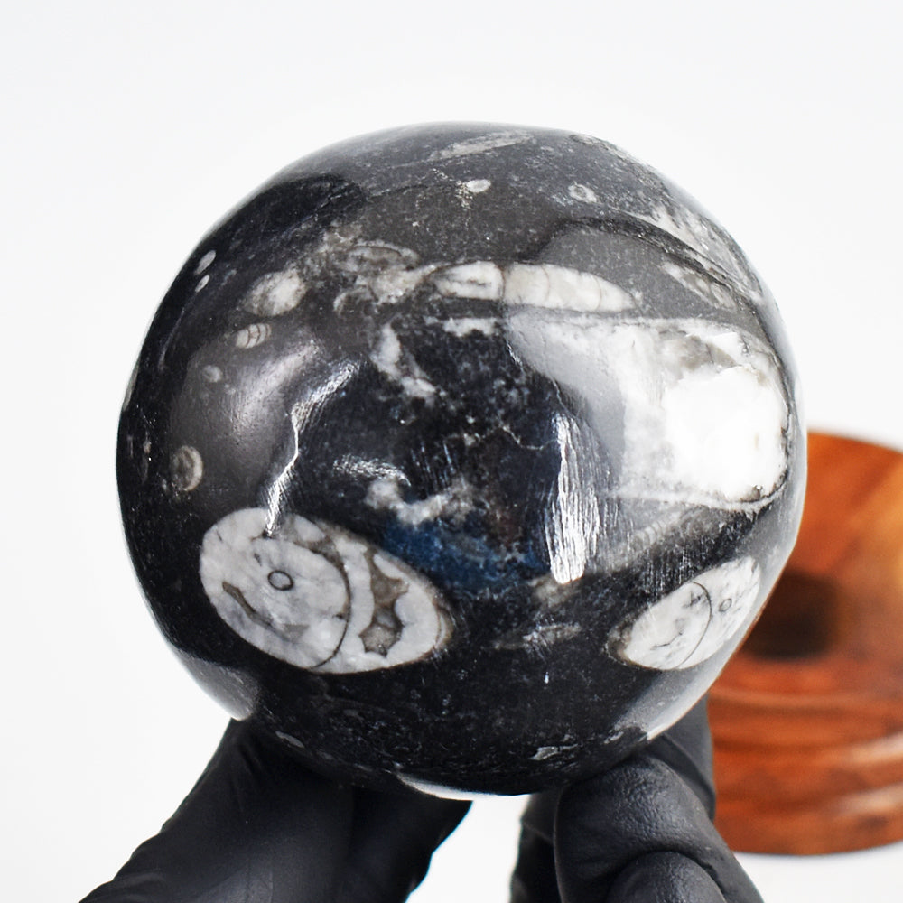 Amazing 1400.00 Cts Genuine Orthoceras Crystal Specimen Gemstone Healing Sphere