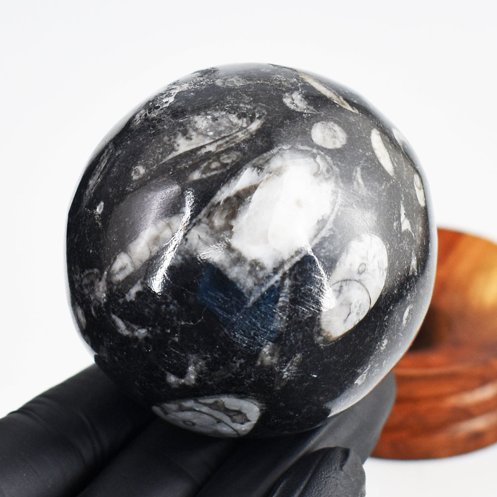 Amazing 1400.00 Cts Genuine Orthoceras Crystal Specimen Gemstone Healing Sphere