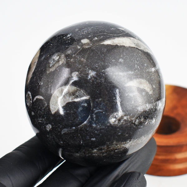 Awesome 1570.00 Cts Genuine Orthoceras Crystal Specimen Healing Gemstone Sphere