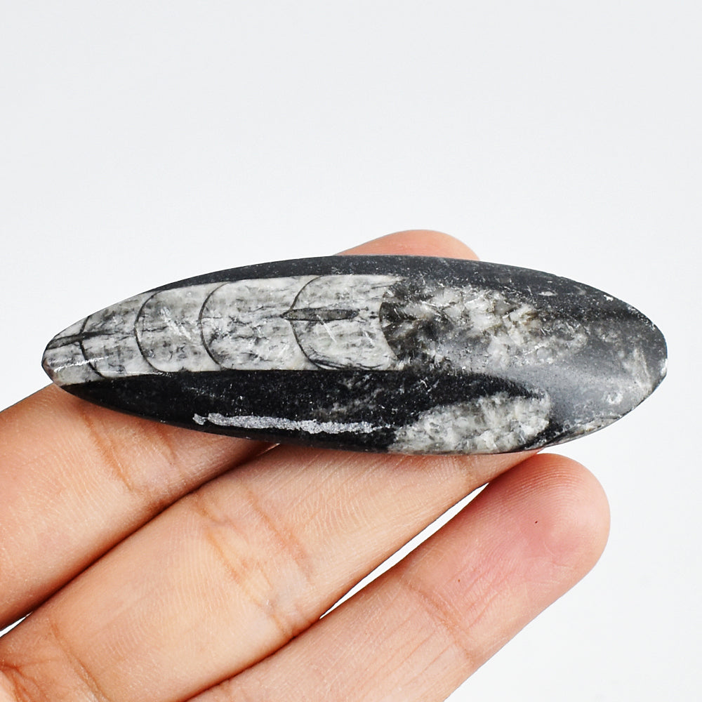 87.00 Carats Genuine Natural Orthoceras Crystal Specimen Gemstone