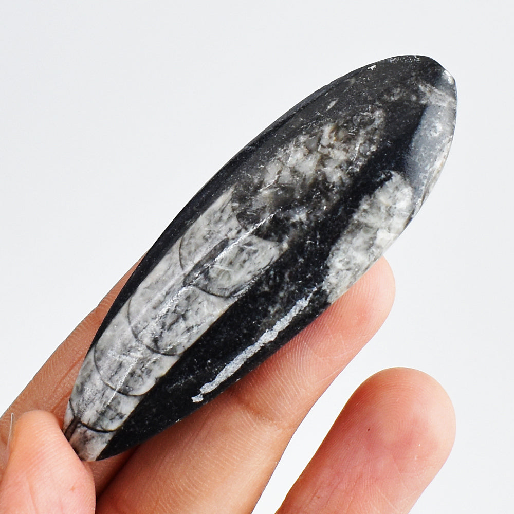 87.00 Carats Genuine Natural Orthoceras Crystal Specimen Gemstone