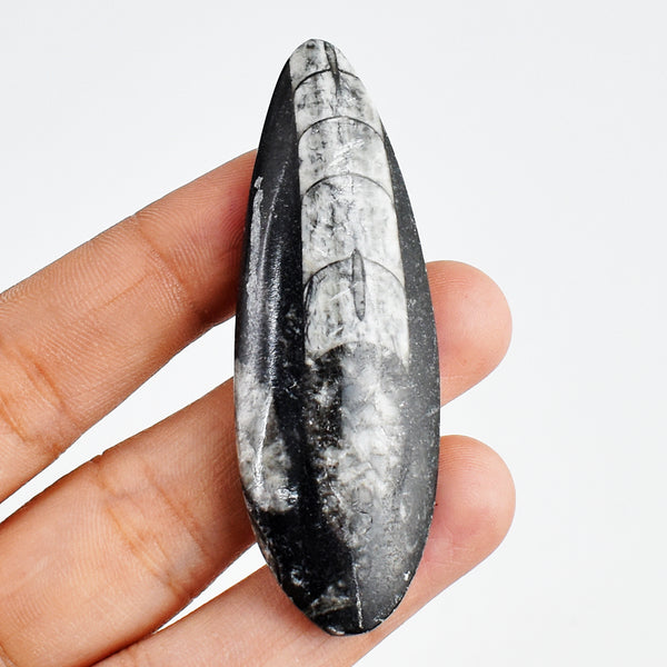 87.00 Carats Genuine Natural Orthoceras Crystal Specimen Gemstone