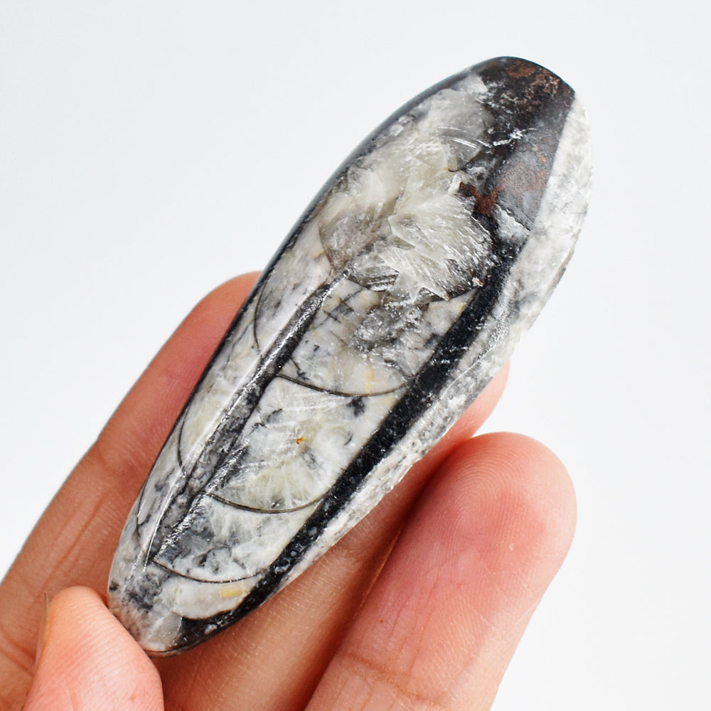 Exclusive 114.00 Cts Genuine Orthoceras Crystal Specimen Gemstone