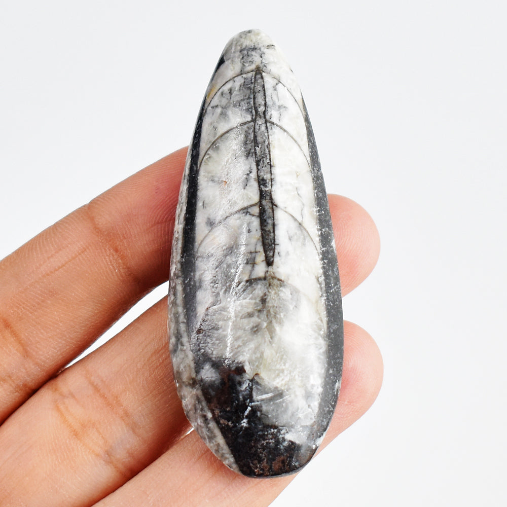 Exclusive 114.00 Cts Genuine Orthoceras Crystal Specimen Gemstone