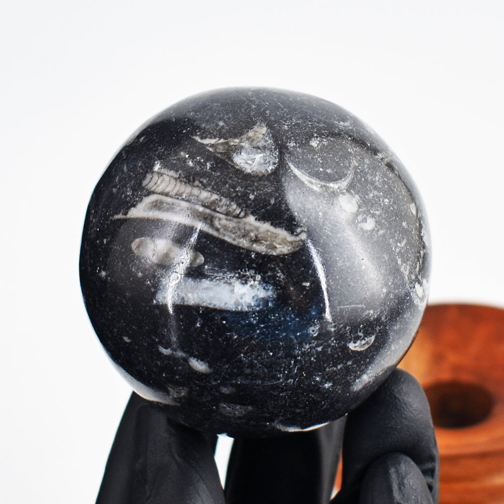 Awesome 1284.00 Cts Genuine Orthoceras Crystal Specimen Gemstone Healing Sphere