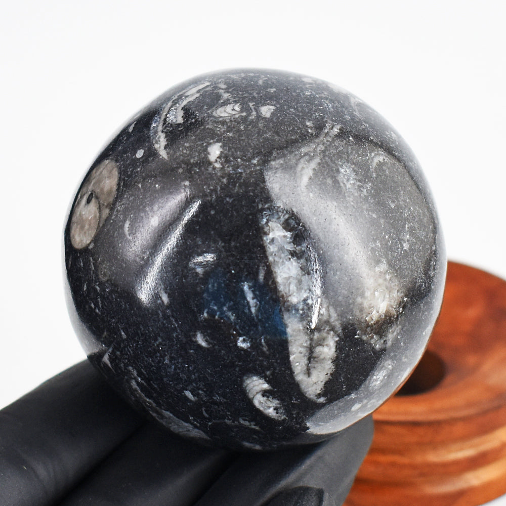 Awesome 1284.00 Cts Genuine Orthoceras Crystal Specimen Gemstone Healing Sphere