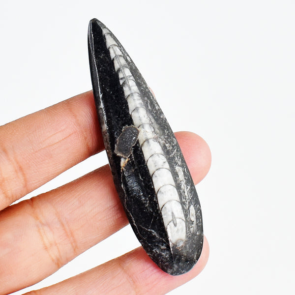 Genuine 72.00 Carats  Beautiful Orthoceras Crystal Specimen Gemstone