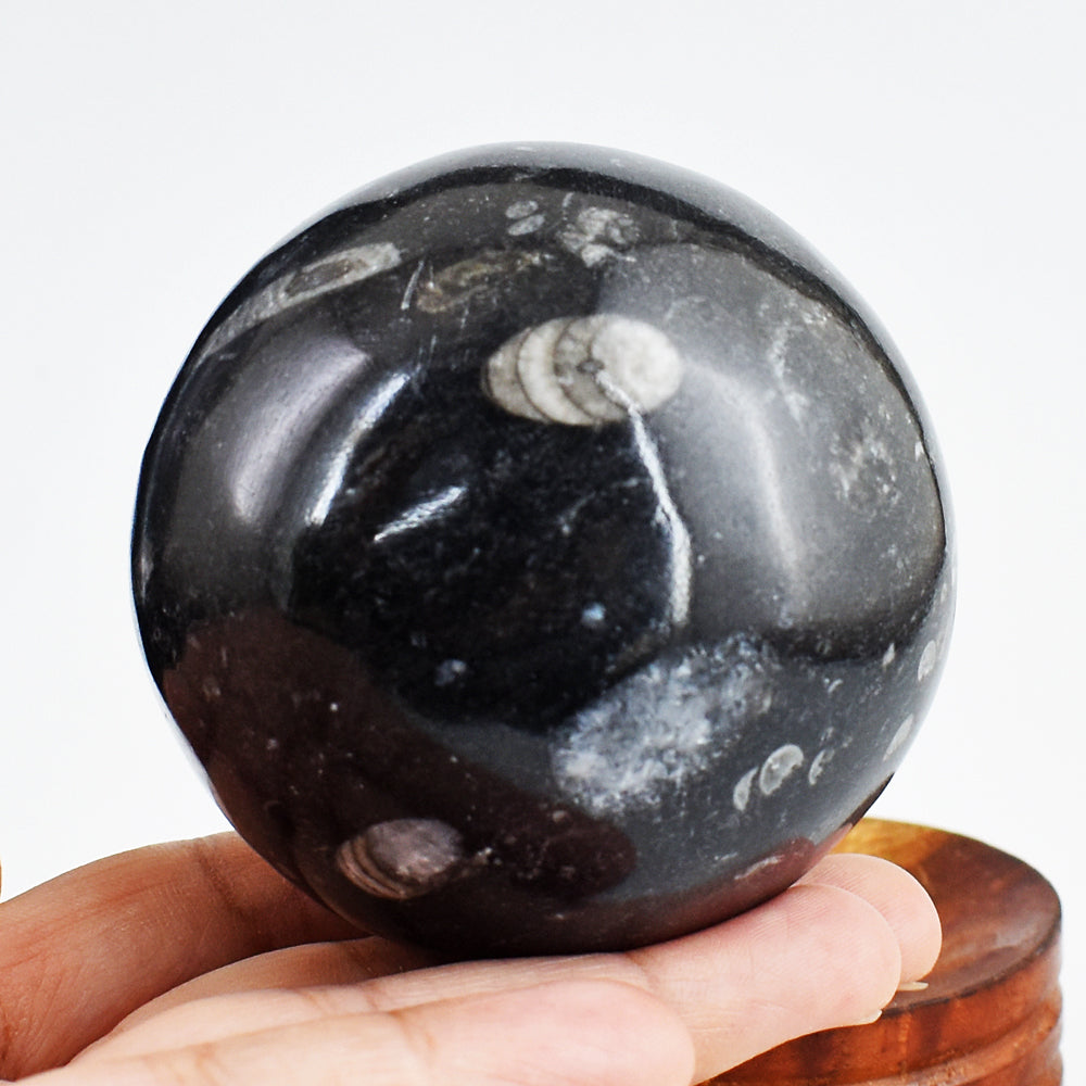 Awesome 1840.00 Cts Genuine Orthoceras Crystal Specimen Healing Gemstone Sphere