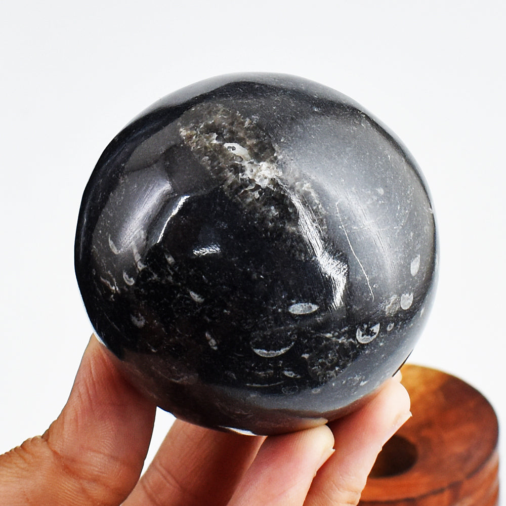 Awesome 1840.00 Cts Genuine Orthoceras Crystal Specimen Healing Gemstone Sphere