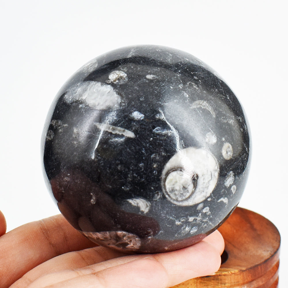 Excellent 2043.00 Carats Genuine Orthoceras Crystal Specimen Gemstone Sphere