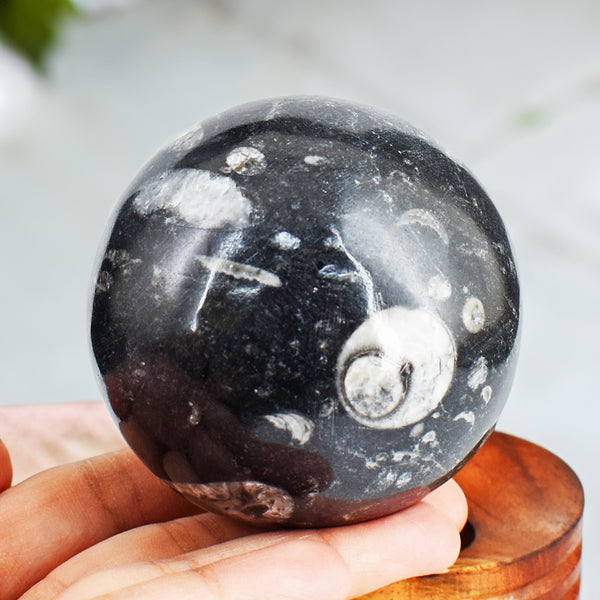 Excellent 2043.00 Carats Genuine Orthoceras Crystal Specimen Gemstone Sphere