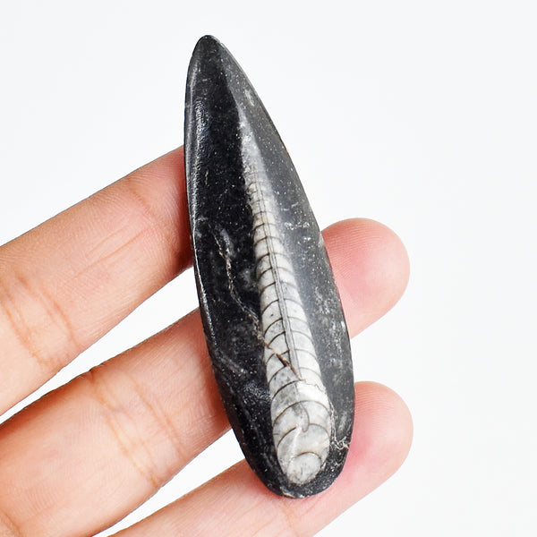 Orthoceras 68.00 Cts Genuine Crystal Specimen Beautiful Gemstone