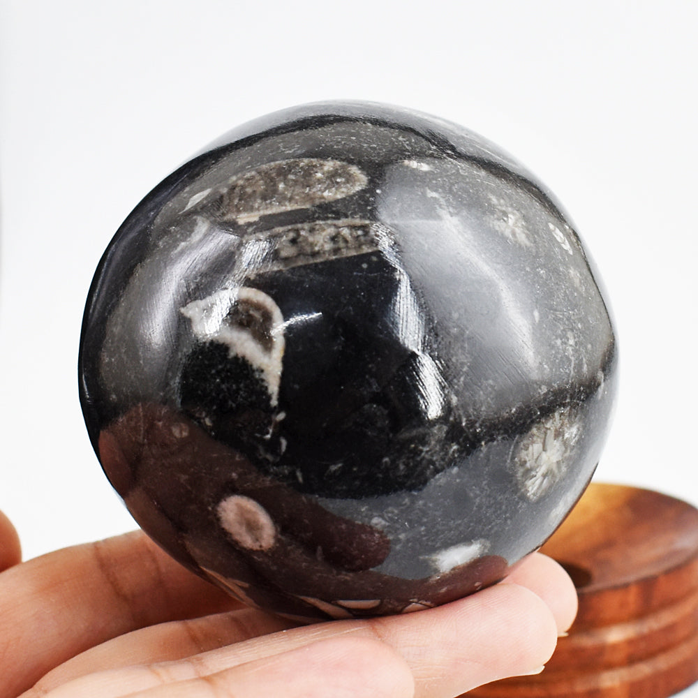 Gorgeous 1778.00 Cts Genuine Orthoceras Crystal Specimen Gemstone Healing Sphere