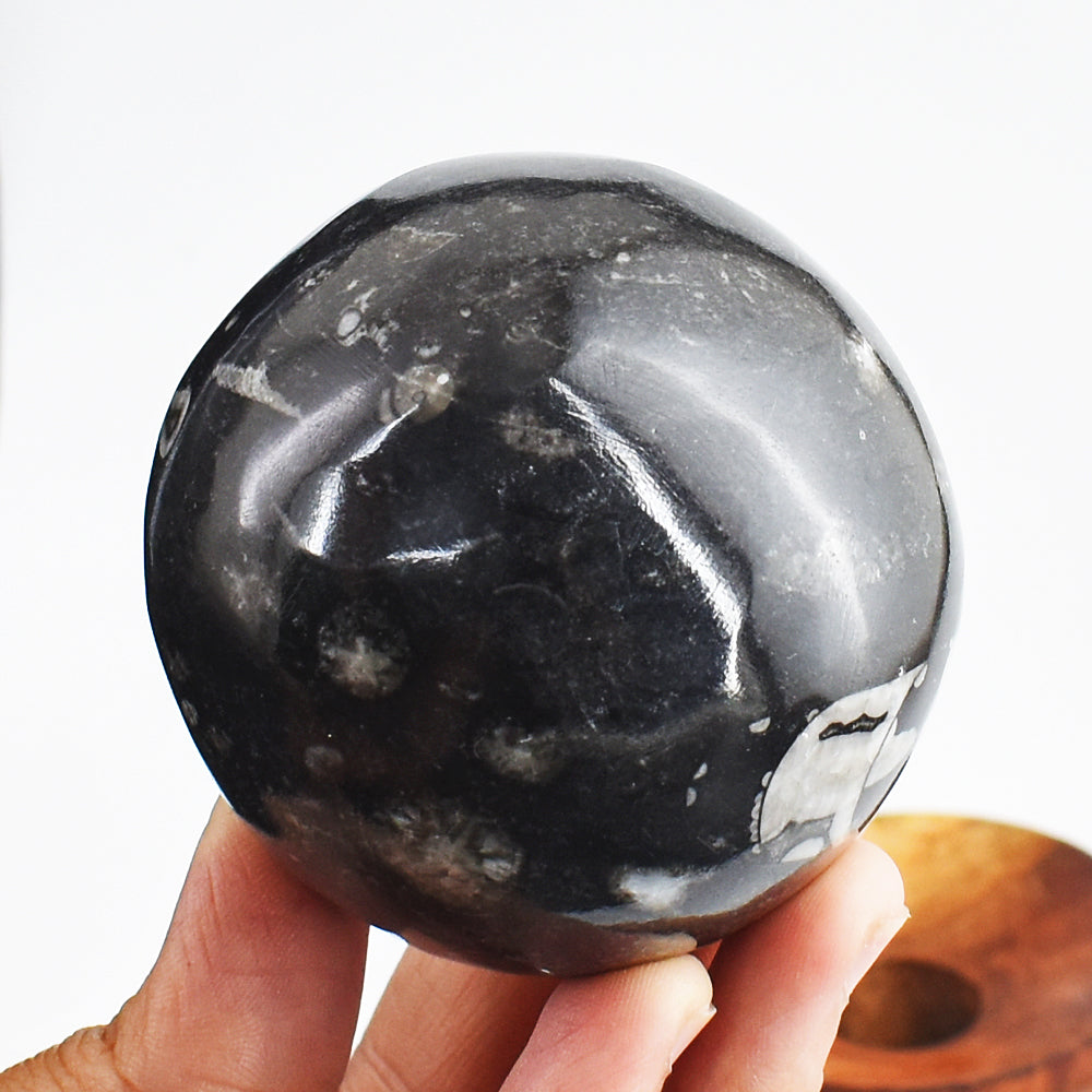 Gorgeous 1778.00 Cts Genuine Orthoceras Crystal Specimen Gemstone Healing Sphere