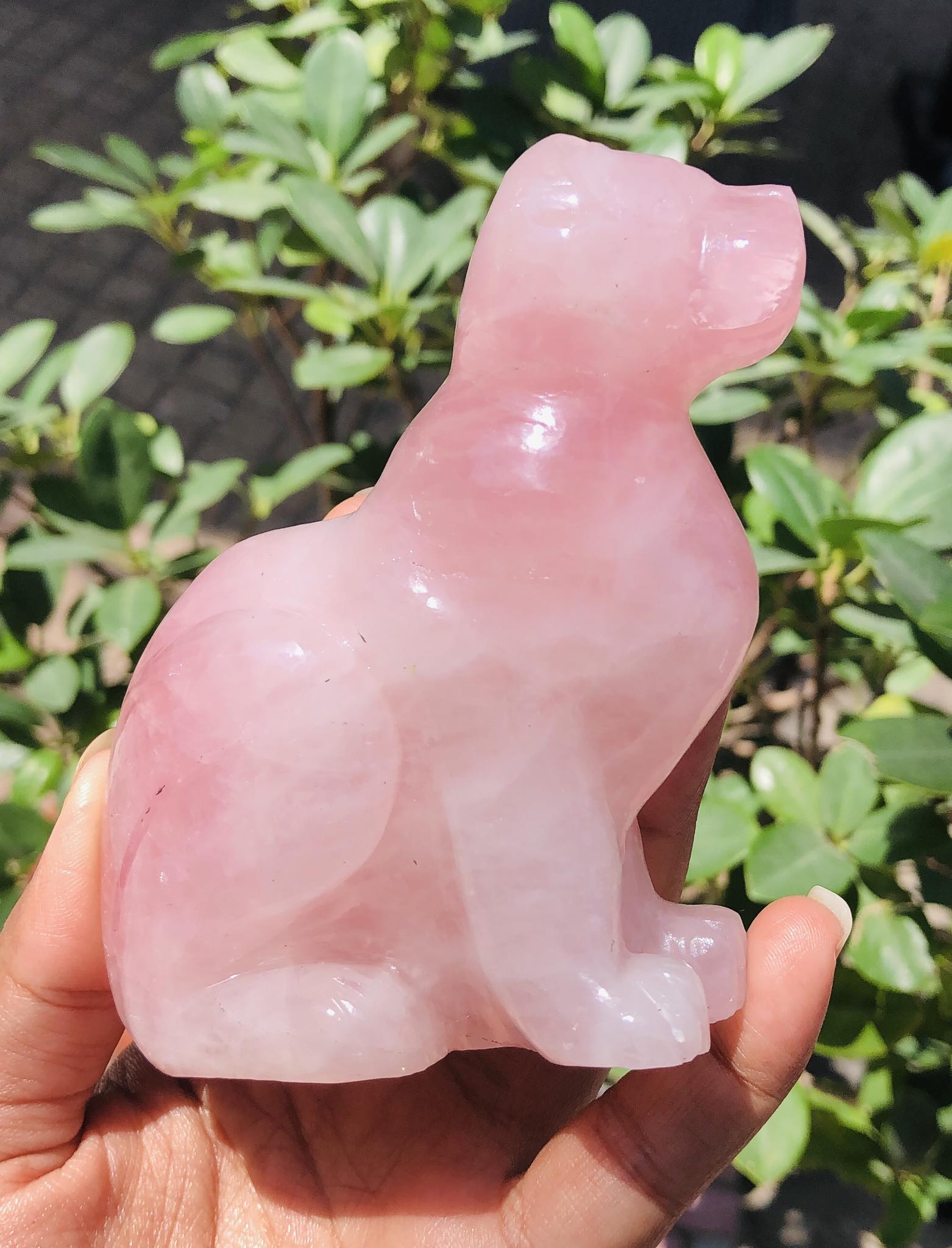 Stunning 1671.00 Cts Genuine Rose Quartz Hand Carved Crystal Gemstone Dog Carving