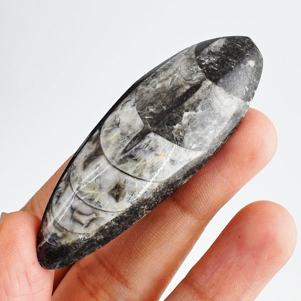 Exclusive 99.00 Cts Genuine Orthoceras Crystal Specimen Gemstone