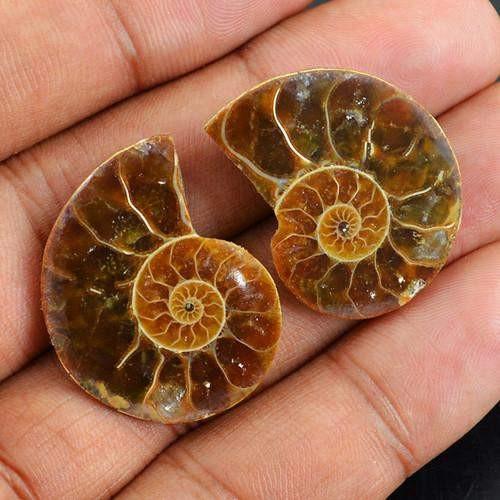 gemsmore:Genuine Untreated Ammonite Gemstone Pair